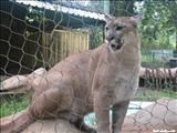 Puerto Rico Zoo Dr Juan A. Rivero  - MAYAGÜEZ